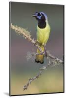 Green jay. Rio Grande Valley, Texas-Adam Jones-Mounted Photographic Print