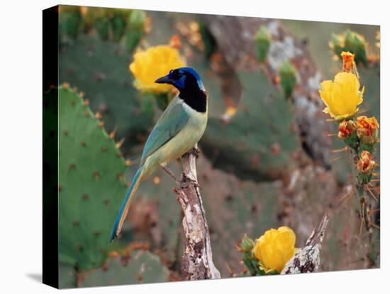 Green Jay, Texas, USA-Dee Ann Pederson-Stretched Canvas