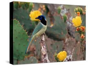 Green Jay, Texas, USA-Dee Ann Pederson-Stretched Canvas