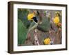 Green Jay, Texas, USA-Dee Ann Pederson-Framed Photographic Print