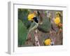 Green Jay, Texas, USA-Dee Ann Pederson-Framed Photographic Print