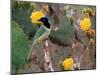 Green Jay, Texas, USA-Dee Ann Pederson-Mounted Photographic Print