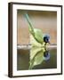 Green Jay, Texas, USA-Larry Ditto-Framed Photographic Print