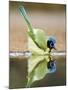 Green Jay, Texas, USA-Larry Ditto-Mounted Photographic Print