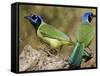 Green Jay, Texas, USA-Larry Ditto-Framed Stretched Canvas