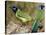 Green Jay, Texas, USA-Larry Ditto-Stretched Canvas