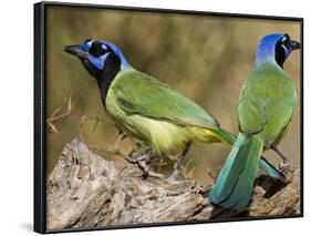 Green Jay, Texas, USA-Larry Ditto-Framed Photographic Print