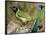 Green Jay, Texas, USA-Larry Ditto-Framed Photographic Print