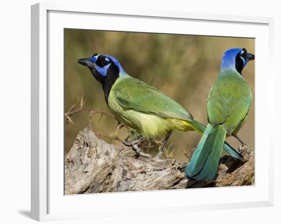 Green Jay, Texas, USA-Larry Ditto-Framed Photographic Print