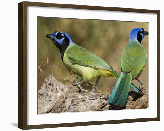 Green Jay, Texas, USA-Larry Ditto-Framed Photographic Print