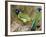 Green Jay, Texas, USA-Larry Ditto-Framed Photographic Print