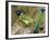 Green Jay, Texas, USA-Larry Ditto-Framed Photographic Print