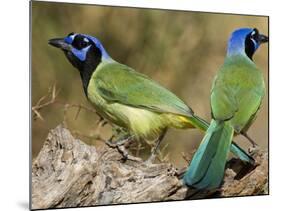 Green Jay, Texas, USA-Larry Ditto-Mounted Photographic Print