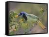 Green Jay, Texas, USA-Larry Ditto-Framed Stretched Canvas