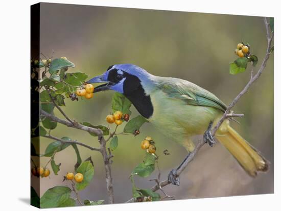 Green Jay, Texas, USA-Larry Ditto-Stretched Canvas