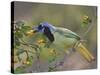 Green Jay, Texas, USA-Larry Ditto-Stretched Canvas