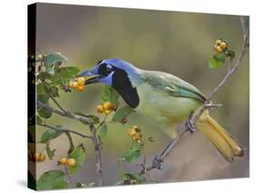 Green Jay, Texas, USA-Larry Ditto-Stretched Canvas