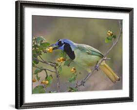 Green Jay, Texas, USA-Larry Ditto-Framed Photographic Print