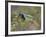 Green Jay, Texas, USA-Larry Ditto-Framed Photographic Print