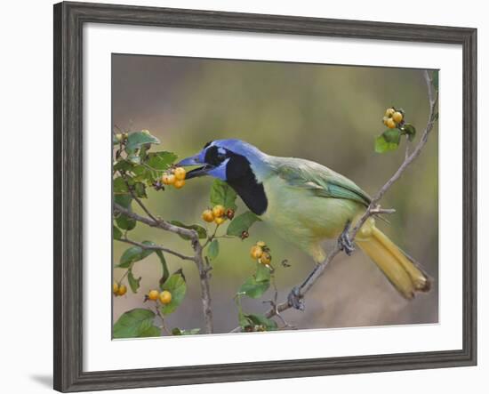 Green Jay, Texas, USA-Larry Ditto-Framed Photographic Print