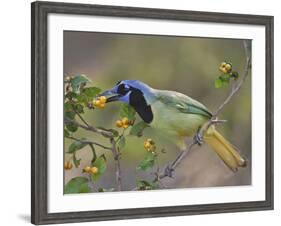 Green Jay, Texas, USA-Larry Ditto-Framed Photographic Print