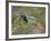 Green Jay, Texas, USA-Larry Ditto-Framed Photographic Print