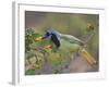 Green Jay, Texas, USA-Larry Ditto-Framed Photographic Print