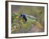 Green Jay, Texas, USA-Larry Ditto-Framed Photographic Print