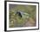 Green Jay, Texas, USA-Larry Ditto-Framed Photographic Print