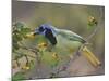 Green Jay, Texas, USA-Larry Ditto-Mounted Photographic Print