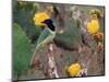 Green Jay, Texas, USA-Dee Ann Pederson-Mounted Photographic Print