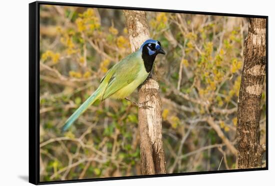 Green Jay-Gary Carter-Framed Stretched Canvas