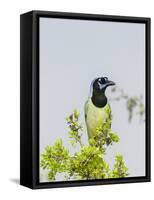 Green Jay-Gary Carter-Framed Stretched Canvas