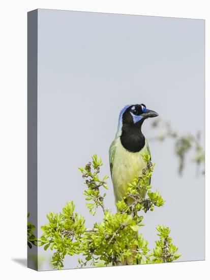 Green Jay-Gary Carter-Stretched Canvas