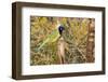 Green Jay-Gary Carter-Framed Premium Photographic Print