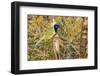 Green Jay-Gary Carter-Framed Premium Photographic Print