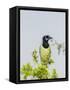 Green Jay-Gary Carter-Framed Stretched Canvas