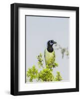 Green Jay-Gary Carter-Framed Premium Photographic Print