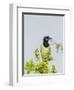 Green Jay-Gary Carter-Framed Premium Photographic Print