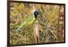 Green Jay-Gary Carter-Framed Photographic Print