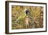 Green Jay-Gary Carter-Framed Photographic Print