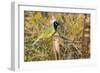 Green Jay-Gary Carter-Framed Photographic Print