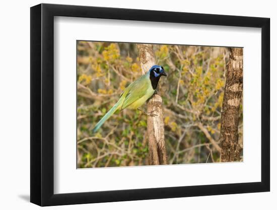 Green Jay-Gary Carter-Framed Photographic Print