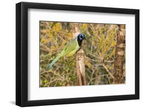 Green Jay-Gary Carter-Framed Photographic Print