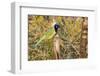 Green Jay-Gary Carter-Framed Photographic Print