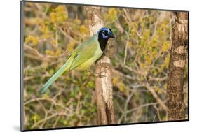 Green Jay-Gary Carter-Mounted Photographic Print