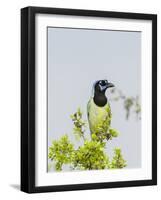 Green Jay-Gary Carter-Framed Photographic Print