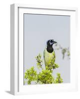 Green Jay-Gary Carter-Framed Photographic Print