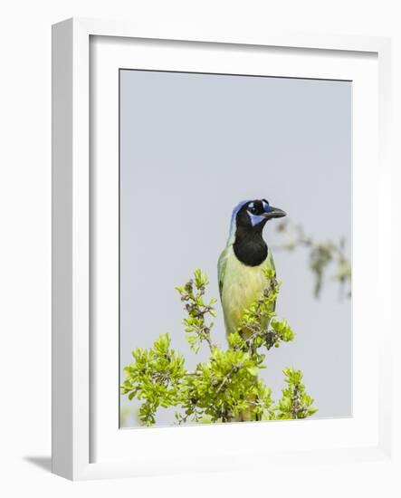 Green Jay-Gary Carter-Framed Photographic Print