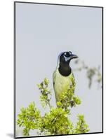 Green Jay-Gary Carter-Mounted Photographic Print